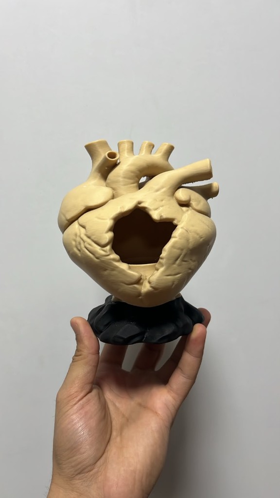 Bej FDM anatomik kalp eğitim / sergi modeli